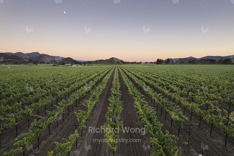 Moonrise Over Oakville AVA / RW10007