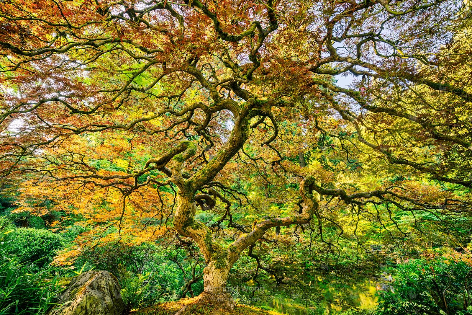 Tree of Inspiration / RW10042