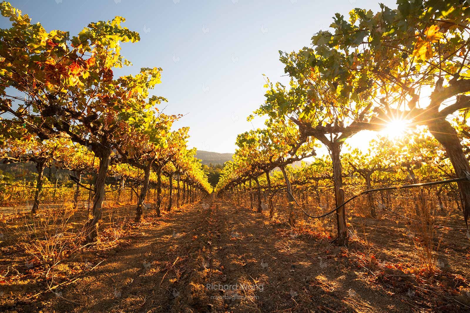 Canard Vineyard / RW10004