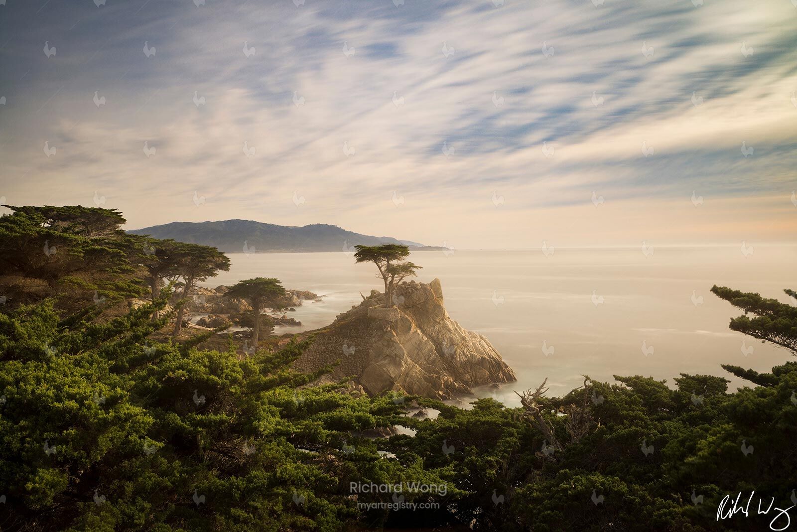 The Lone Cypress / RW9770