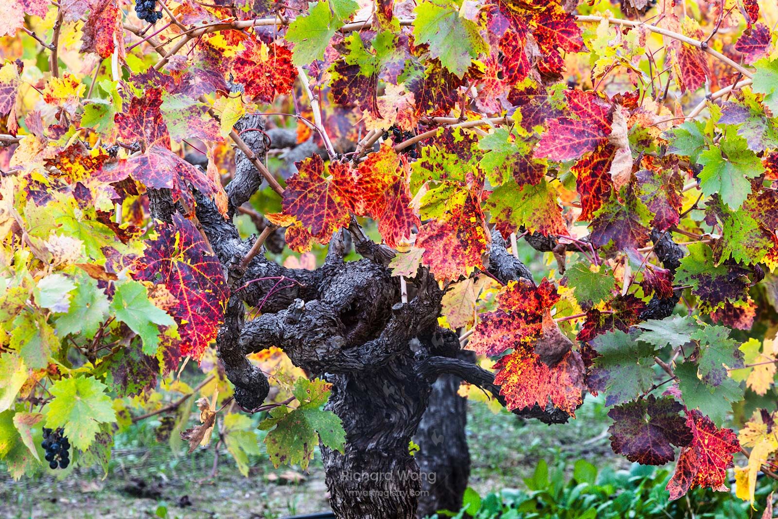 Ancient Vines / RW9222-2