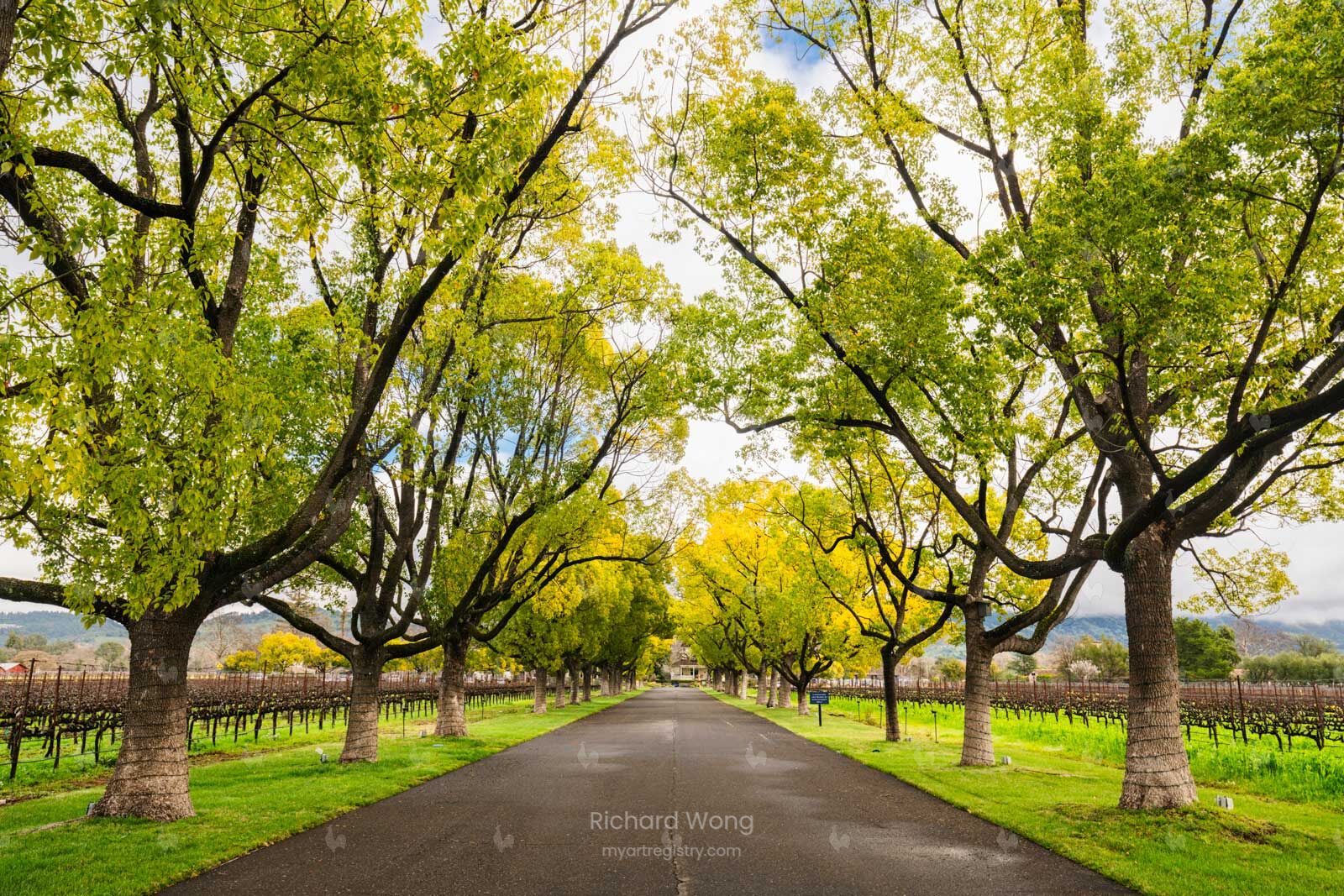 Rutherford Trees / RW9962
