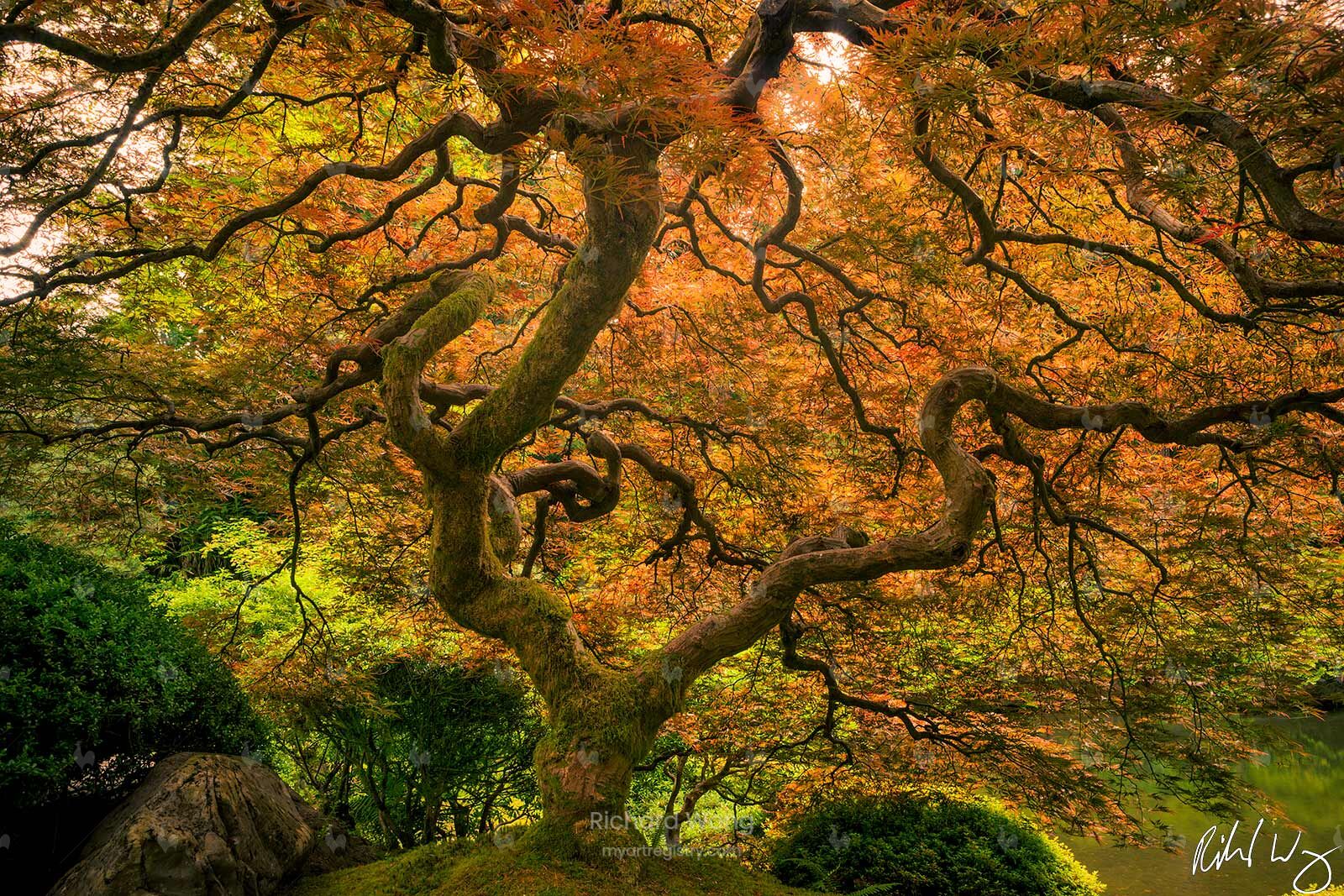 Japanese Garden Maple Tree / RW9679