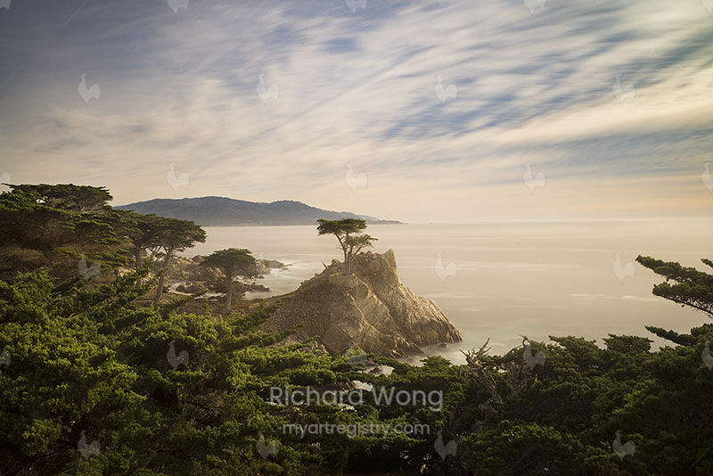 The Lone Cypress / RW9770
