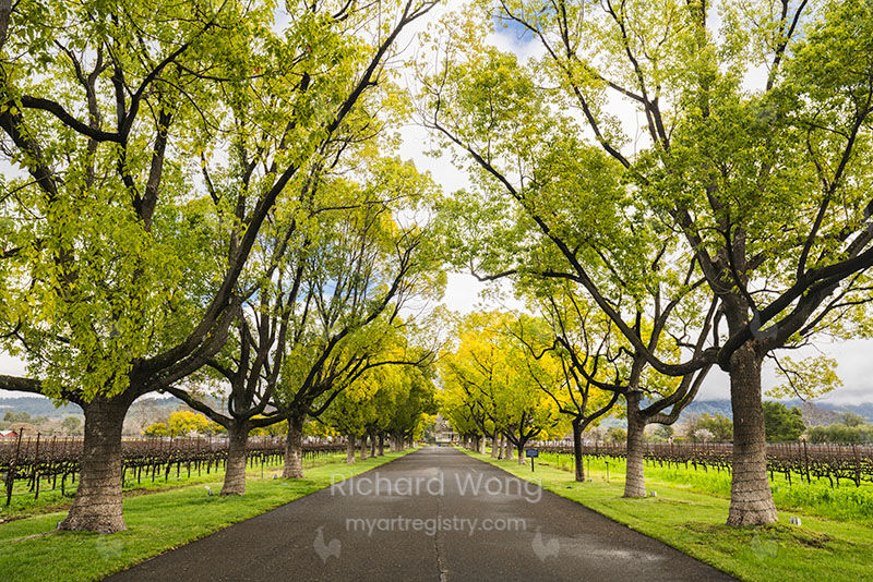 Rutherford Trees / RW9962