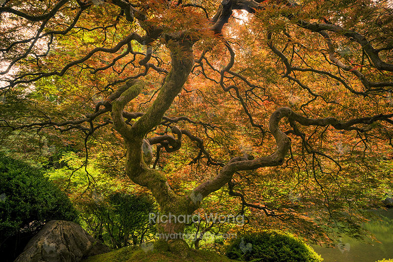 Japanese Garden Maple Tree / RW9769