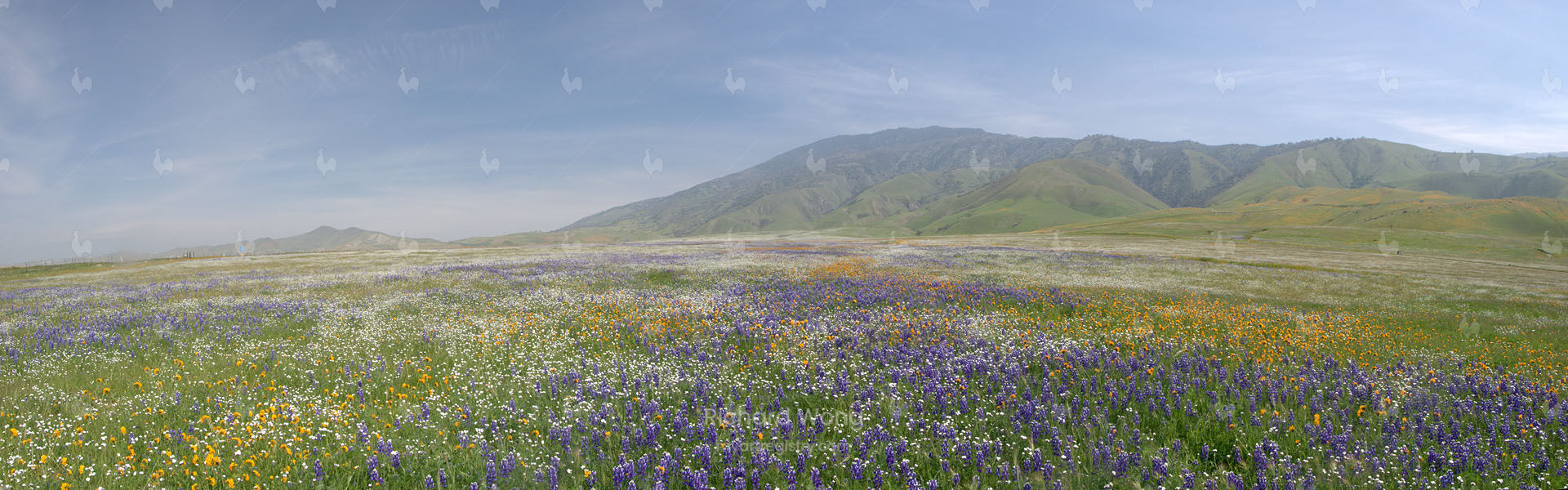 Spring Wildflowers Panoramic / RWPano059