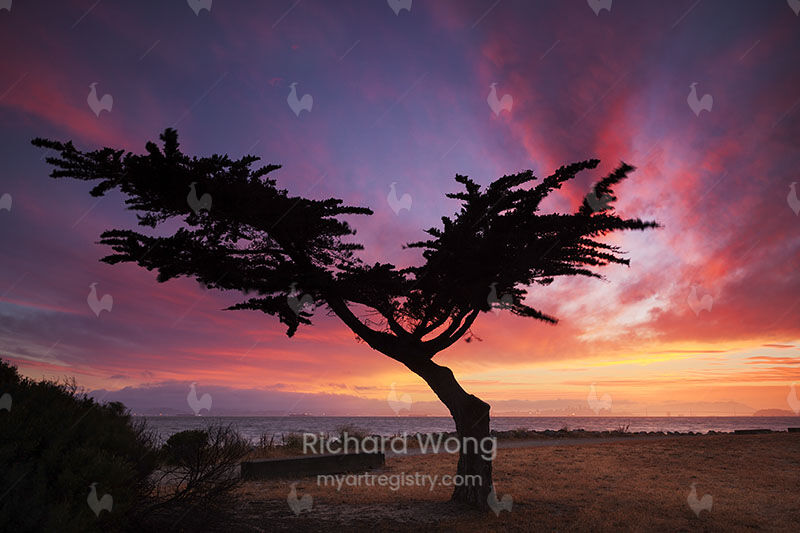 Lonesome Cypress Tree / RW8461
