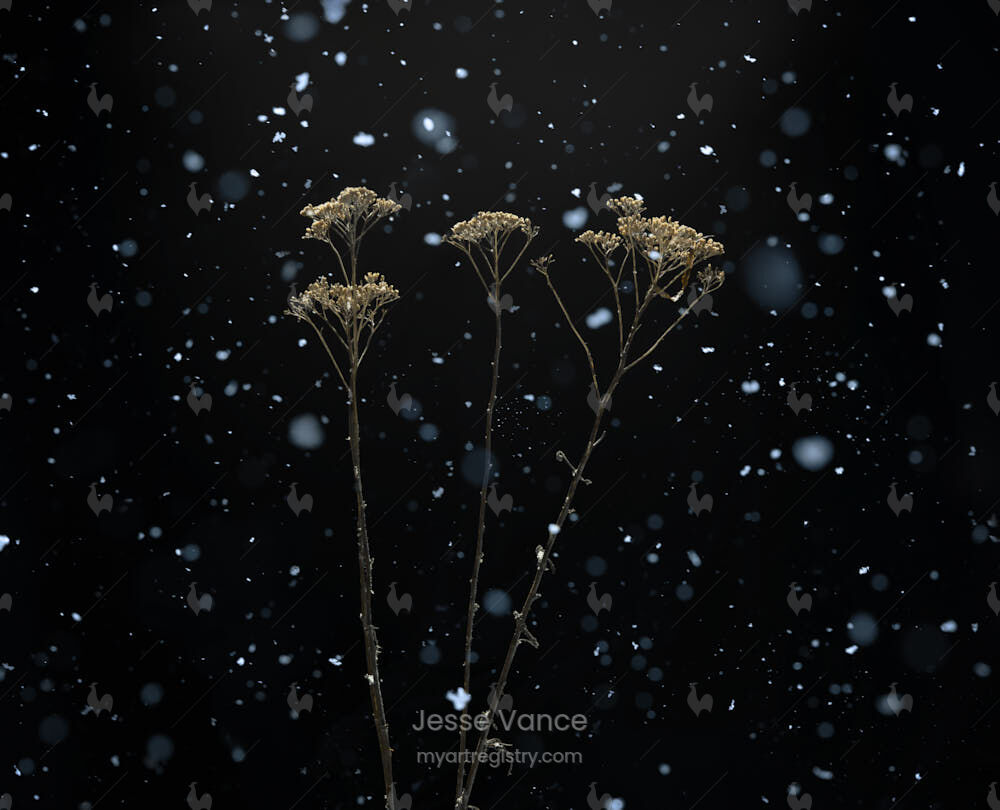CF017564 - Frozen Moment