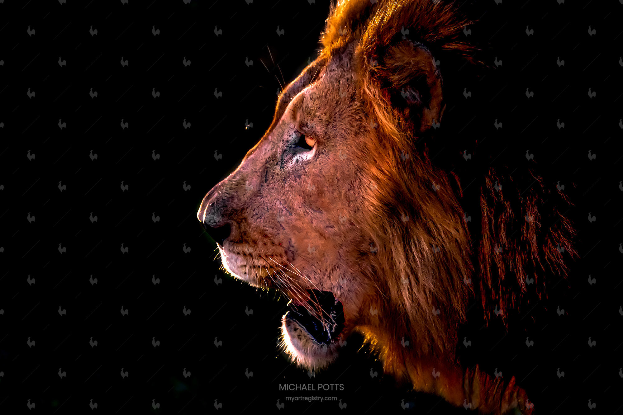 The Lion of Zimanga