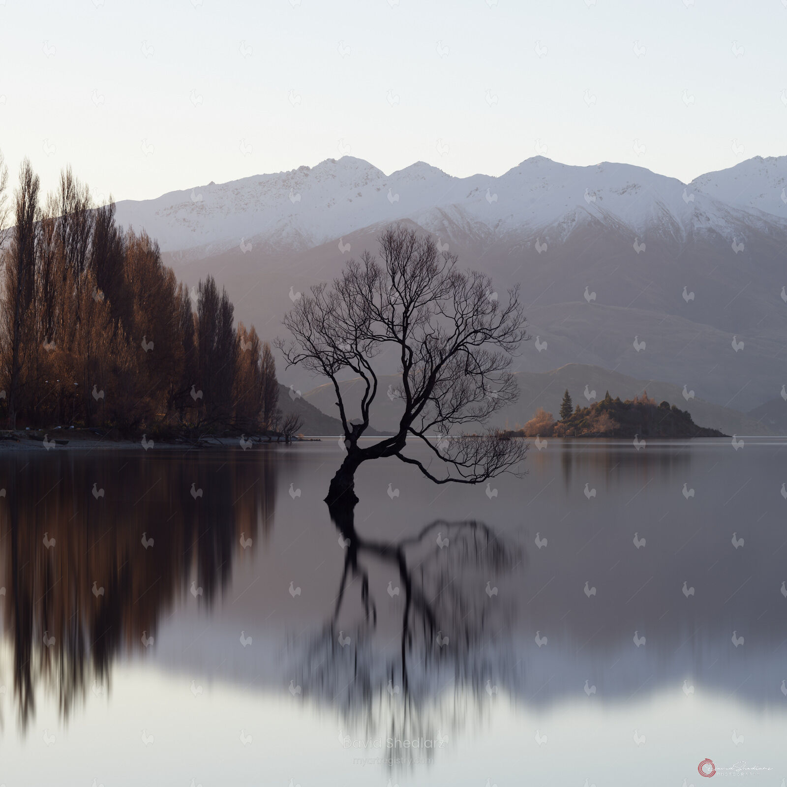 Still, New Zealand 2019