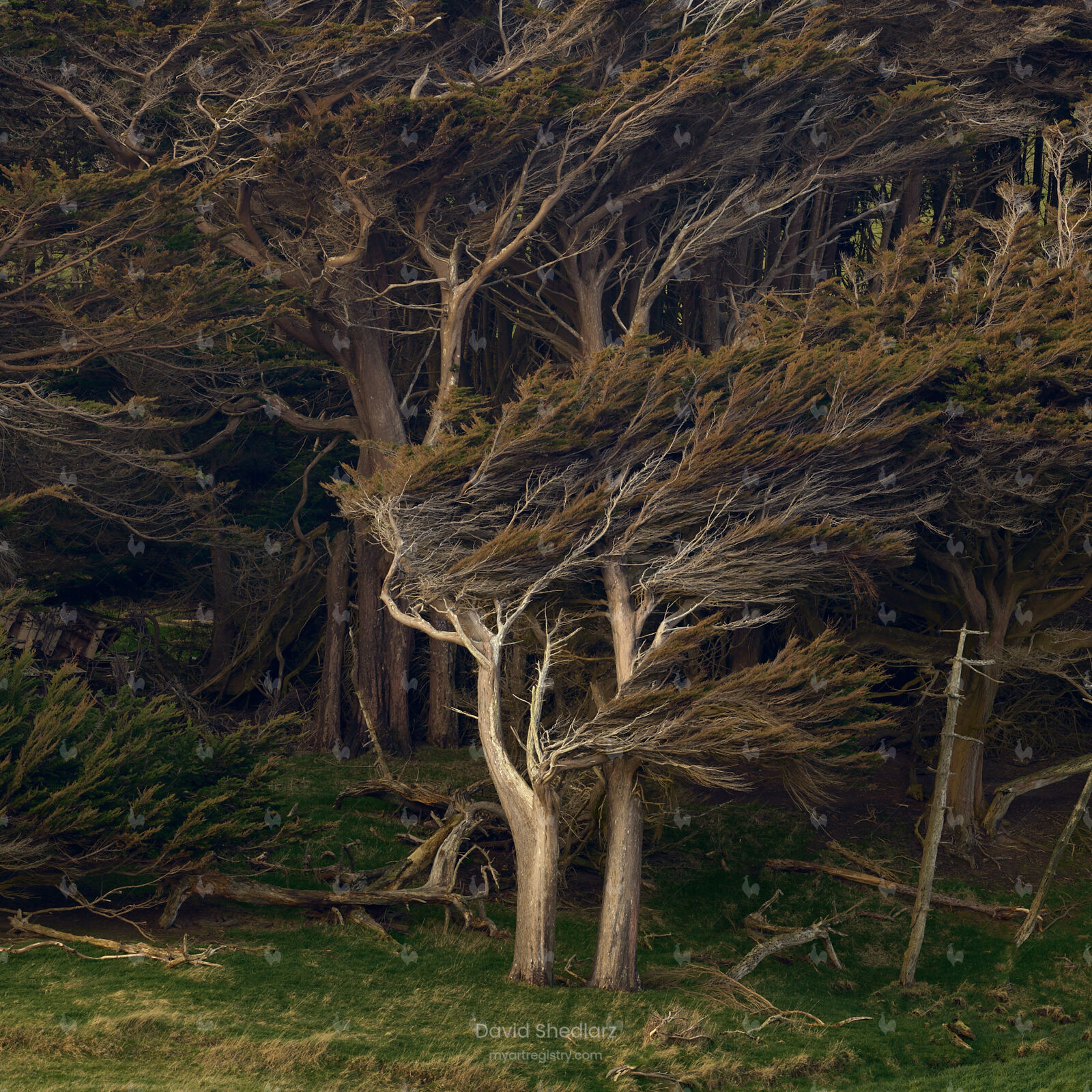 Windswept