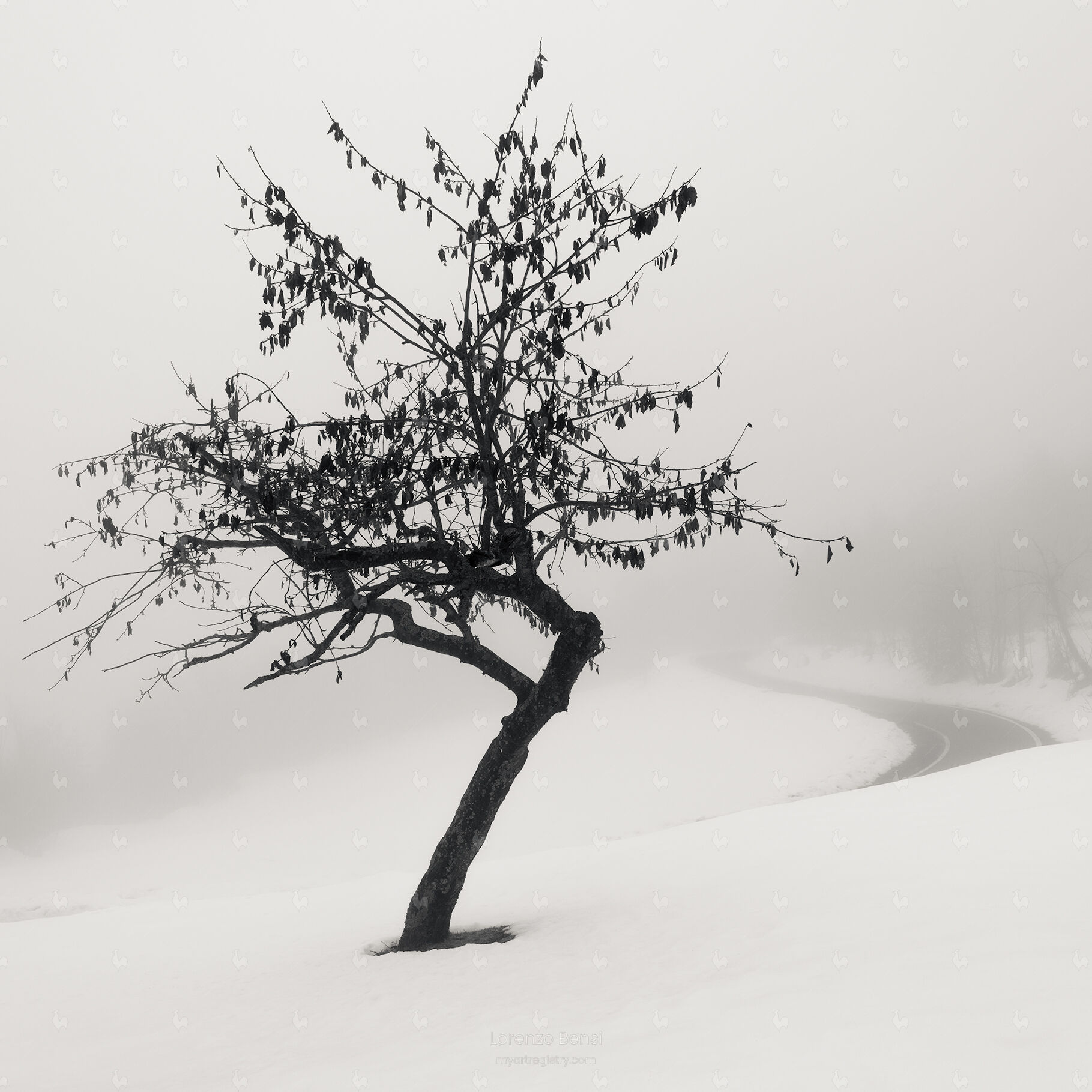 Crooked Tree