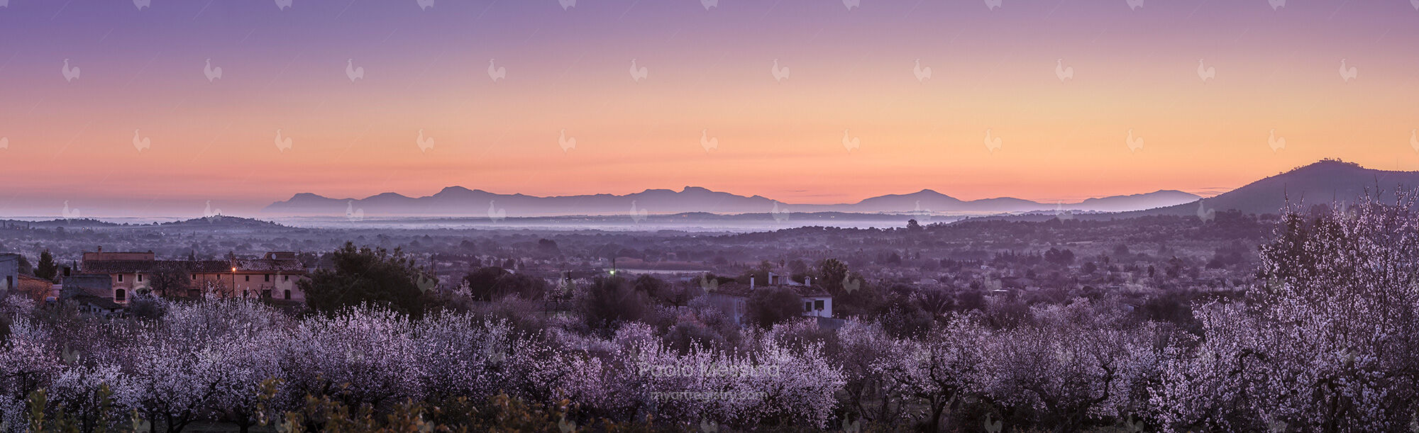 Blossom sunrise