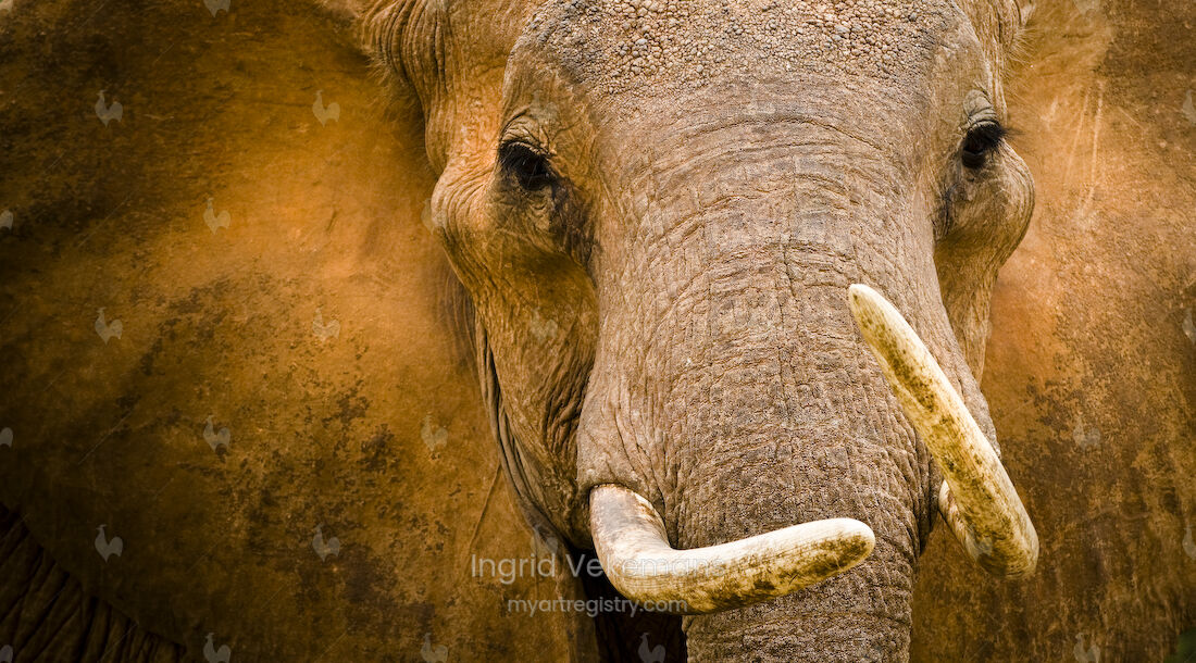 Matriarch