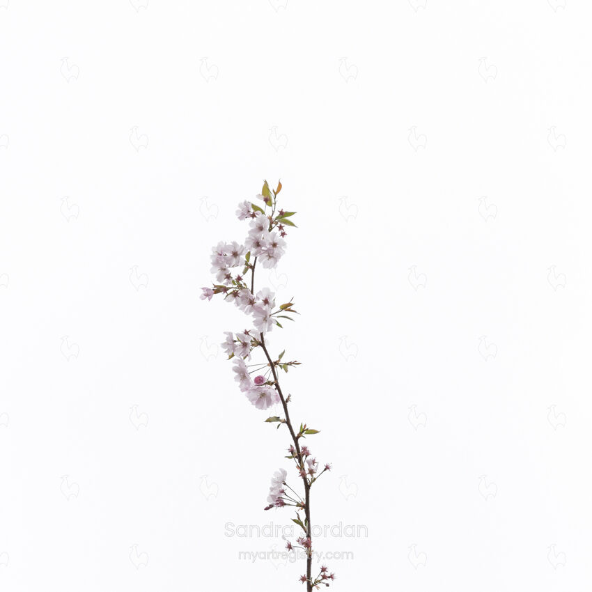 Blossom #2