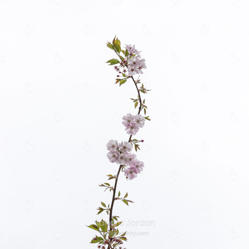 Blossom #1