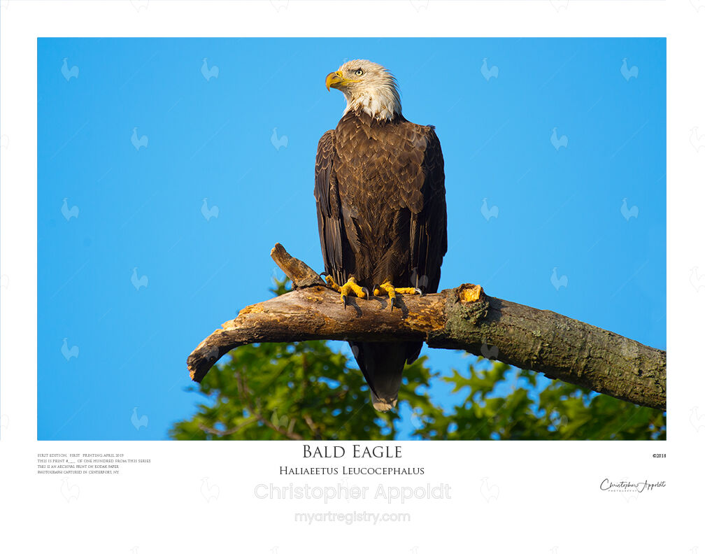 Bald Eagle; Centerport, NY