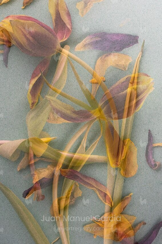 Foliage # 2