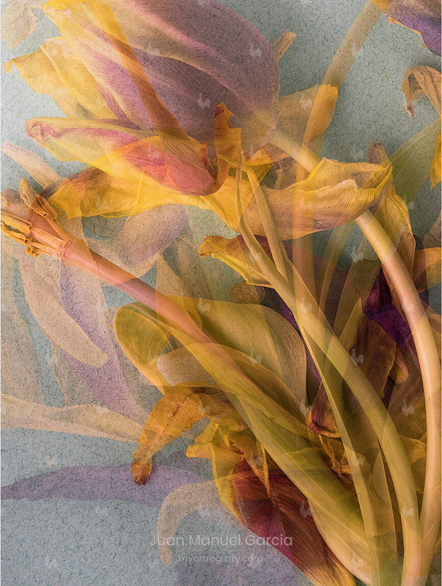Foliage #4