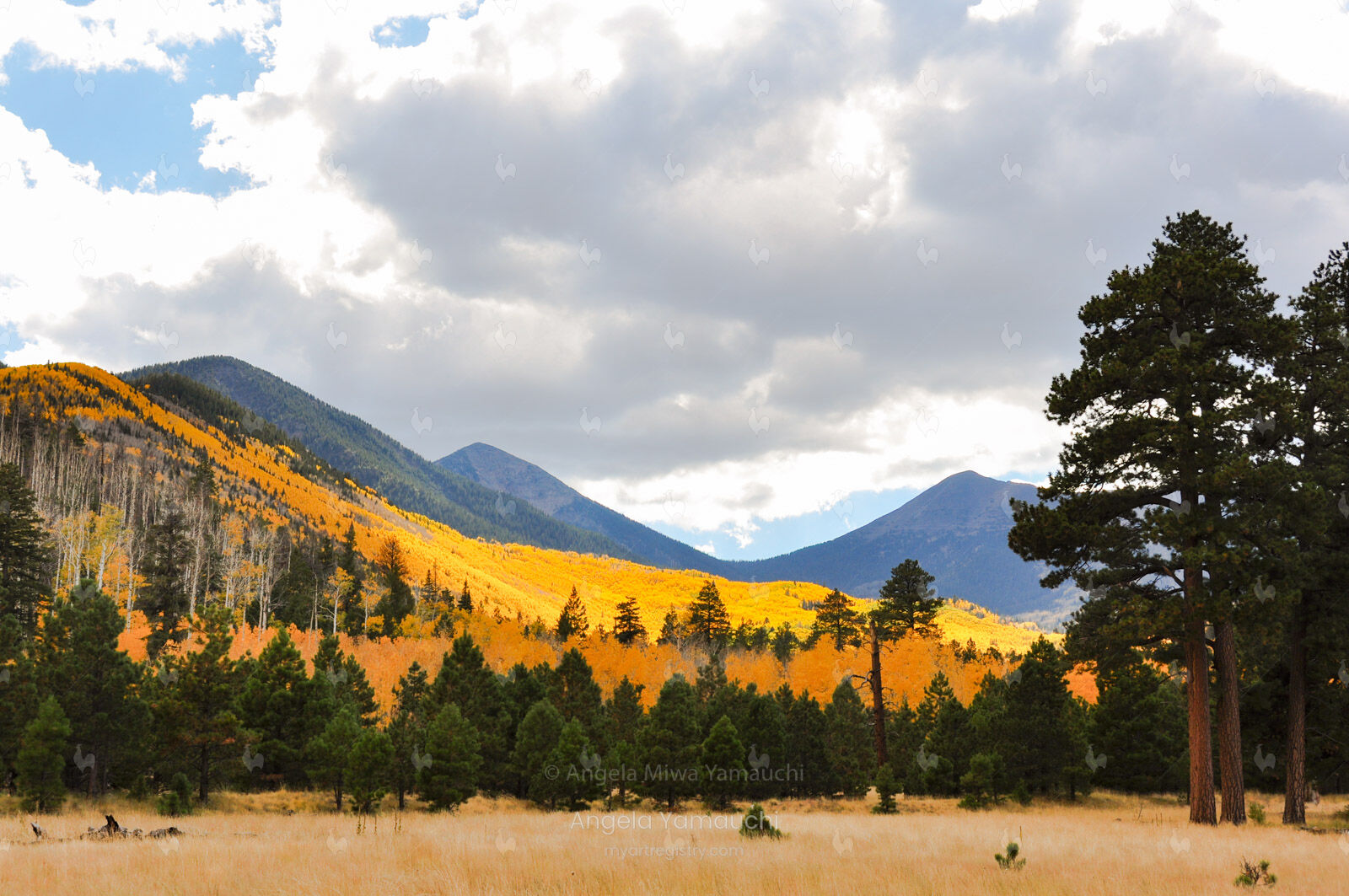 Inner Basin Gold