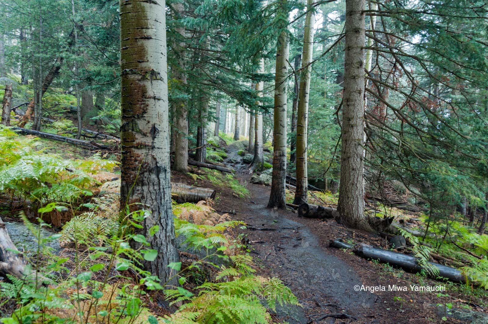 Kachina Trail, Monsoon Season