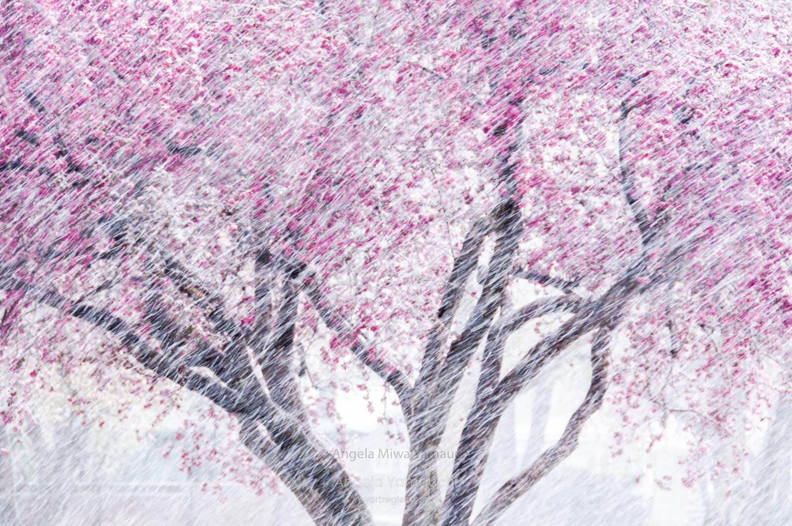Spring Snowstorm
