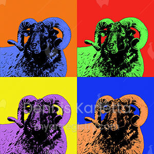 Popart meets Heide