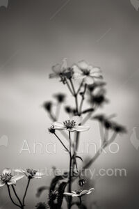 Forgotten Garden. Hymn to silence series.