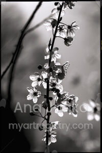 Ephemeral History. Hymn to silence series.-