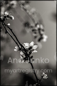 Ode to the past.-Hymn to silence series.