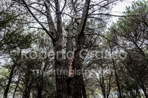 Land of humans #18