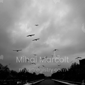 The birds
