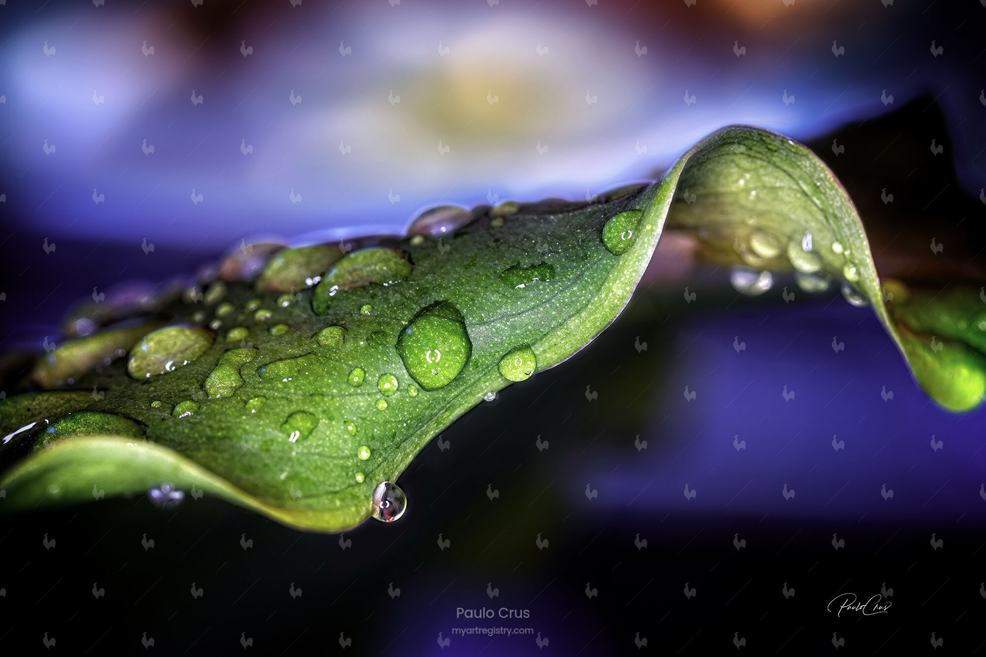Just a Leaf