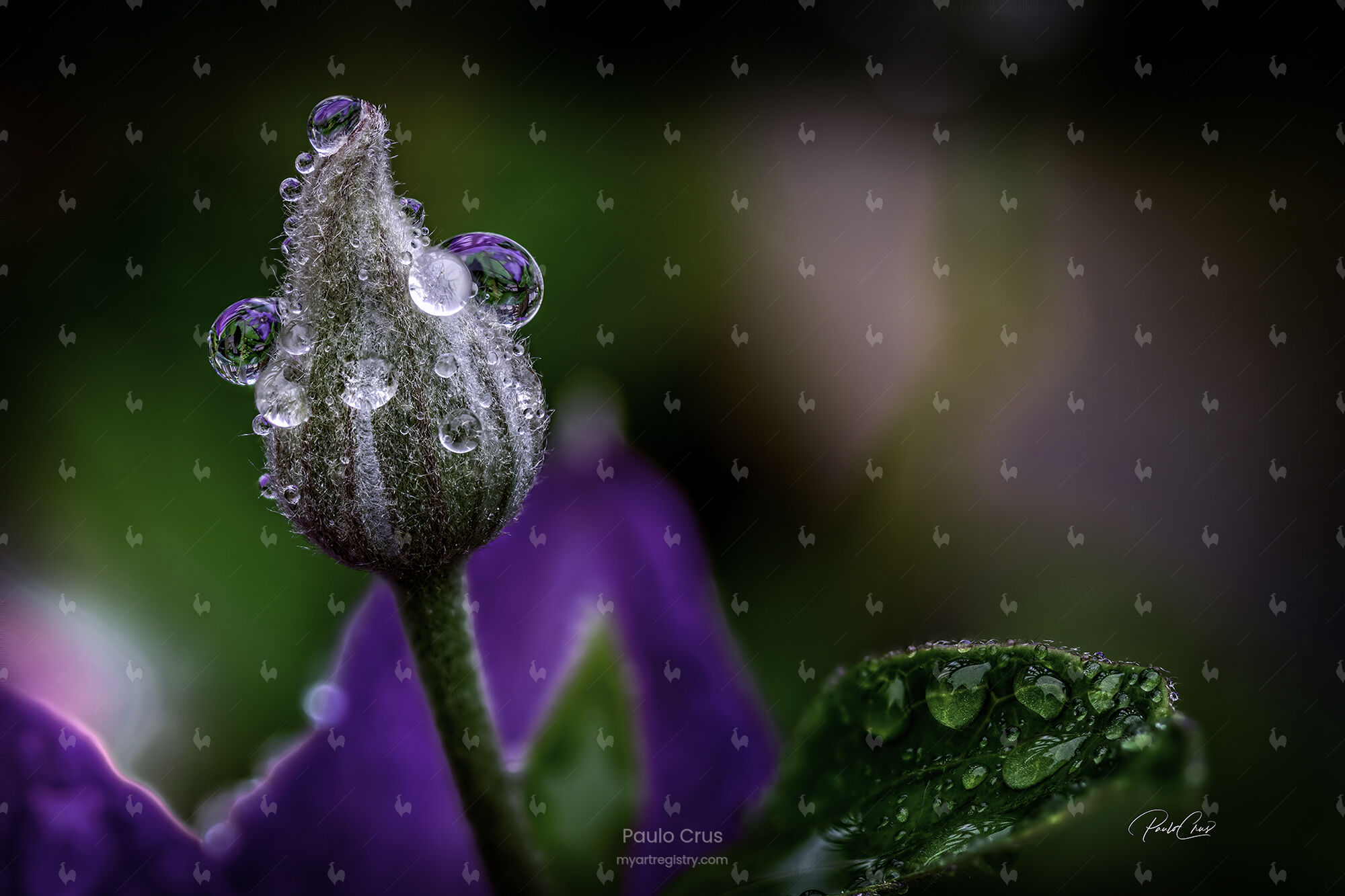Blooming