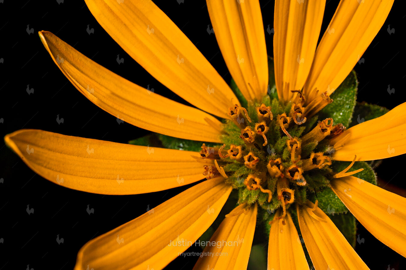 Tendrils