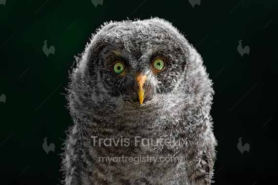 Baby Great Grey