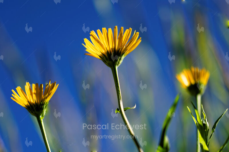 Arnica