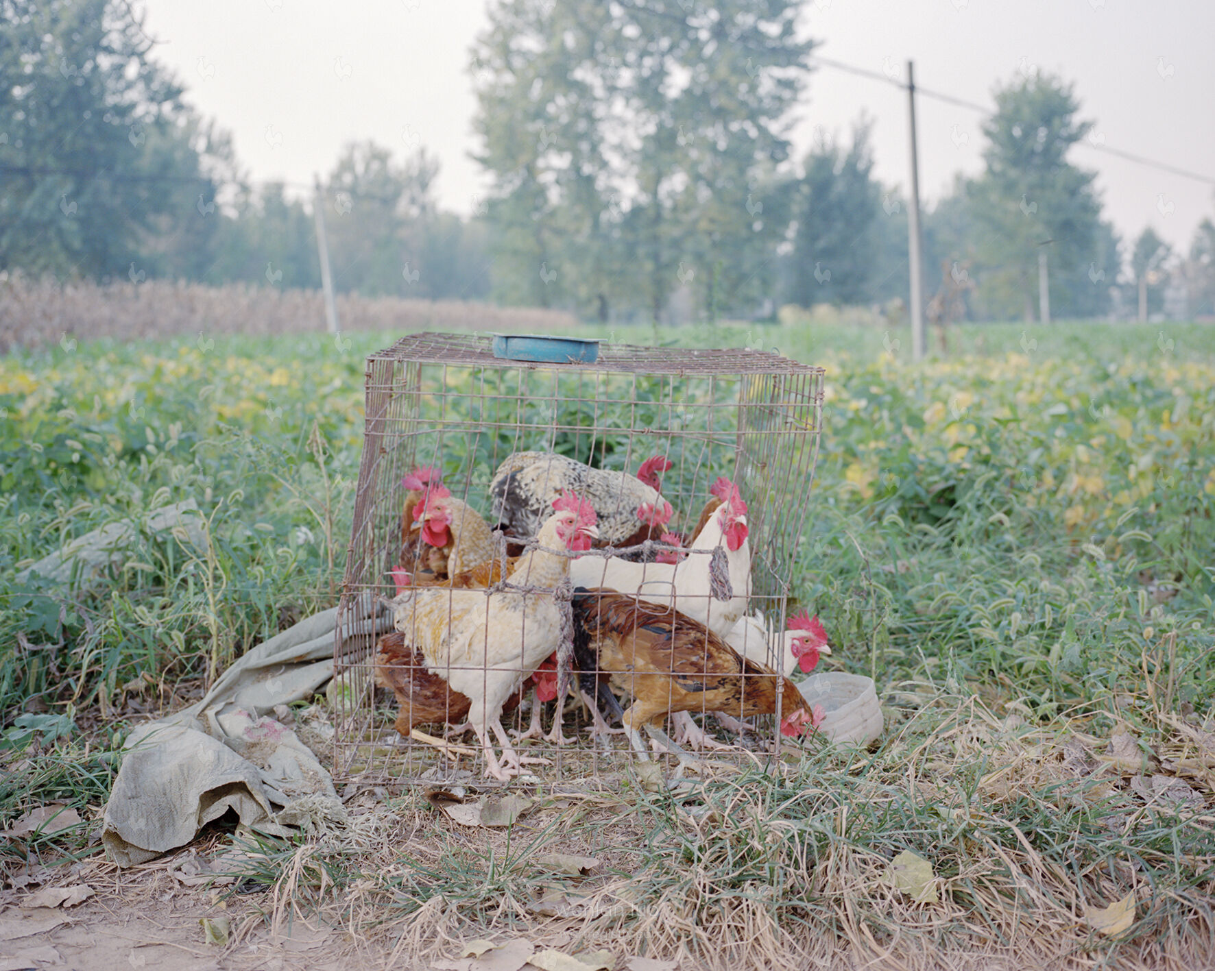 Caged Chickens