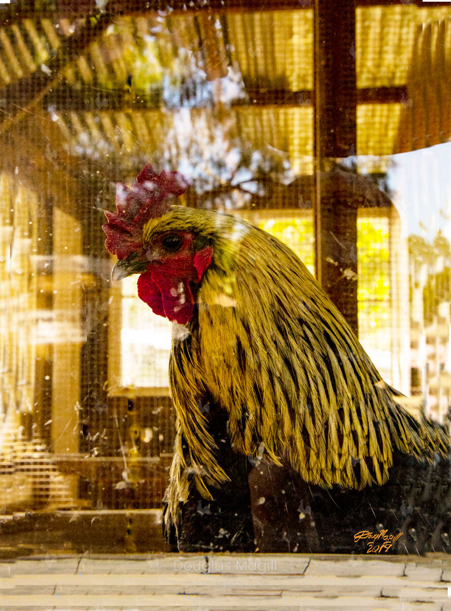 Rooster in Wundow