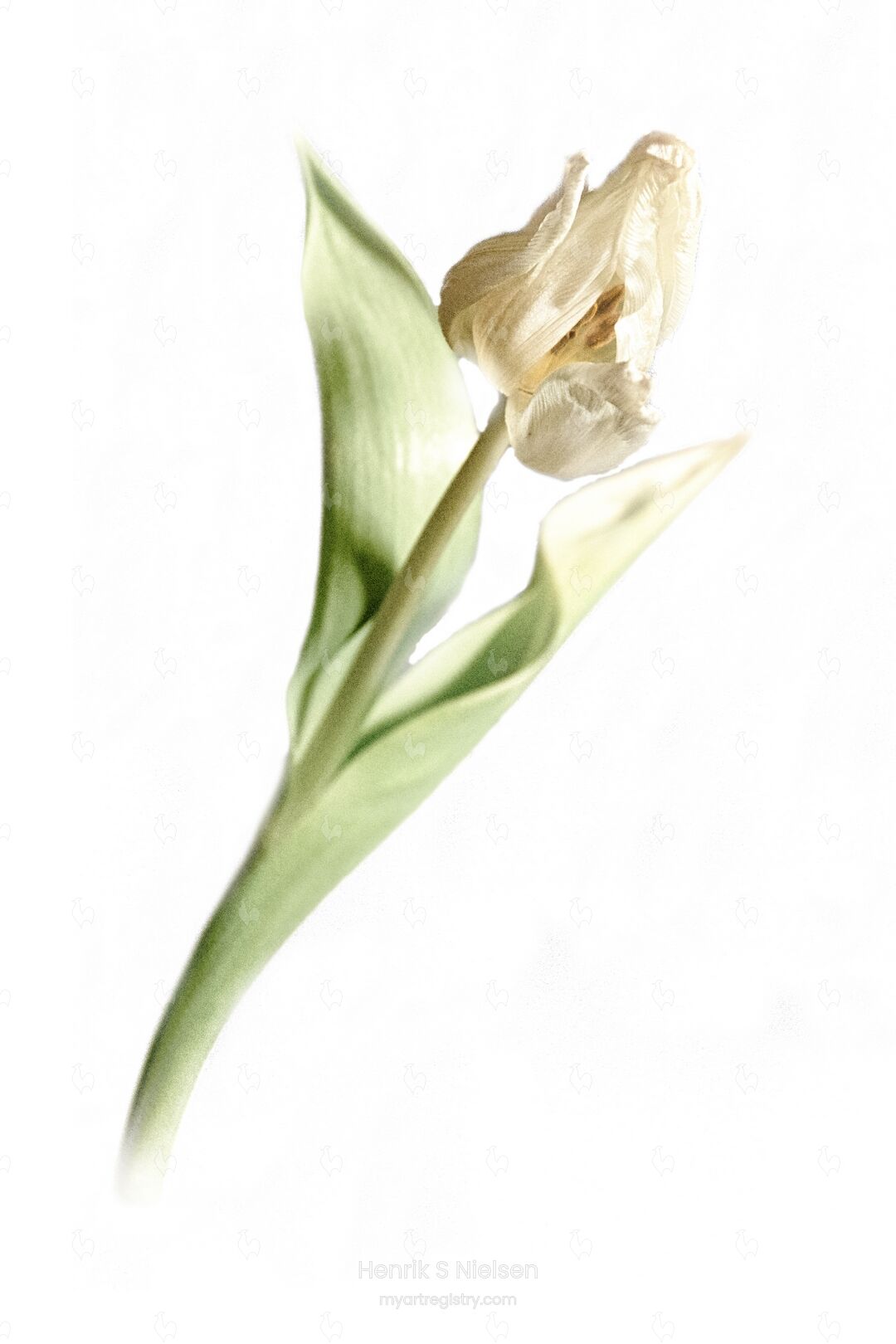 Hvid tulipan