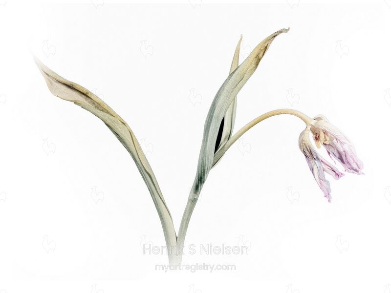 Ballerina tulipan