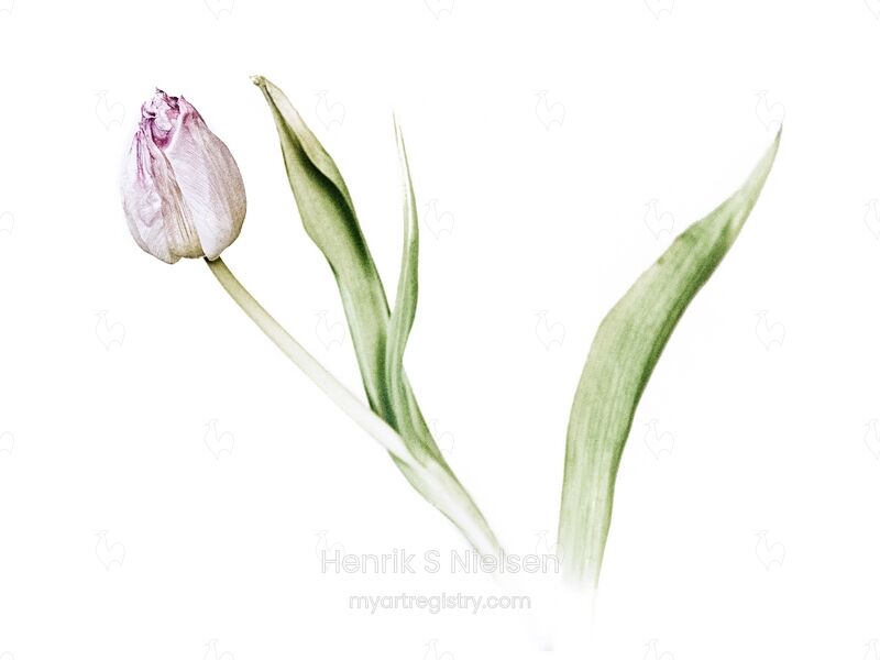 Lyserød tulipan