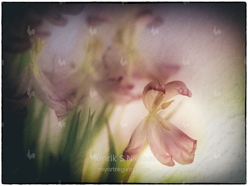 Tulip wanna be wild