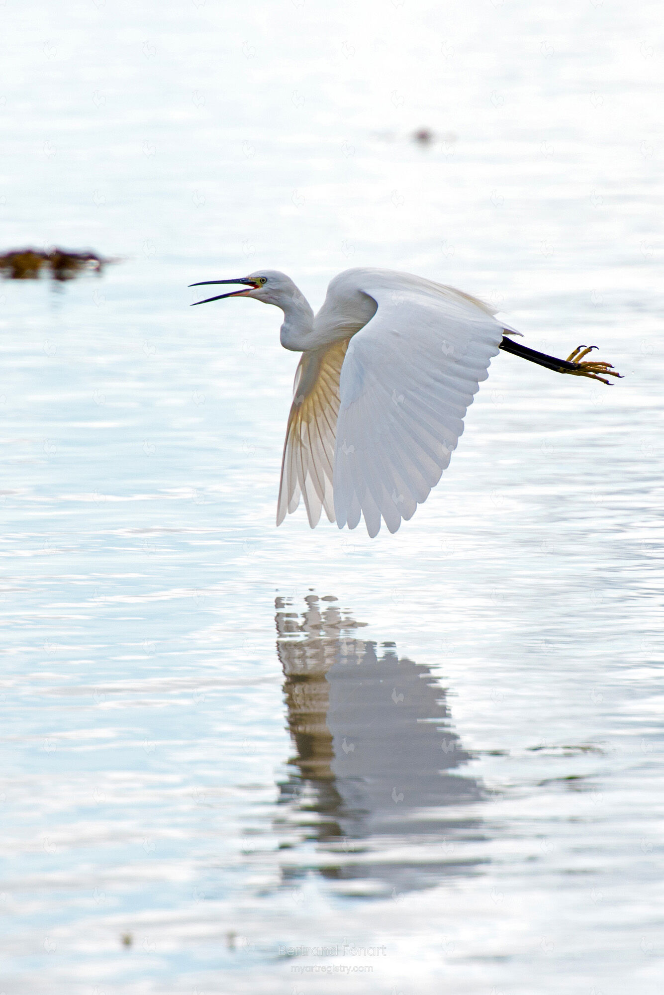 N°12- L'aigrette garzette s'envole en criant