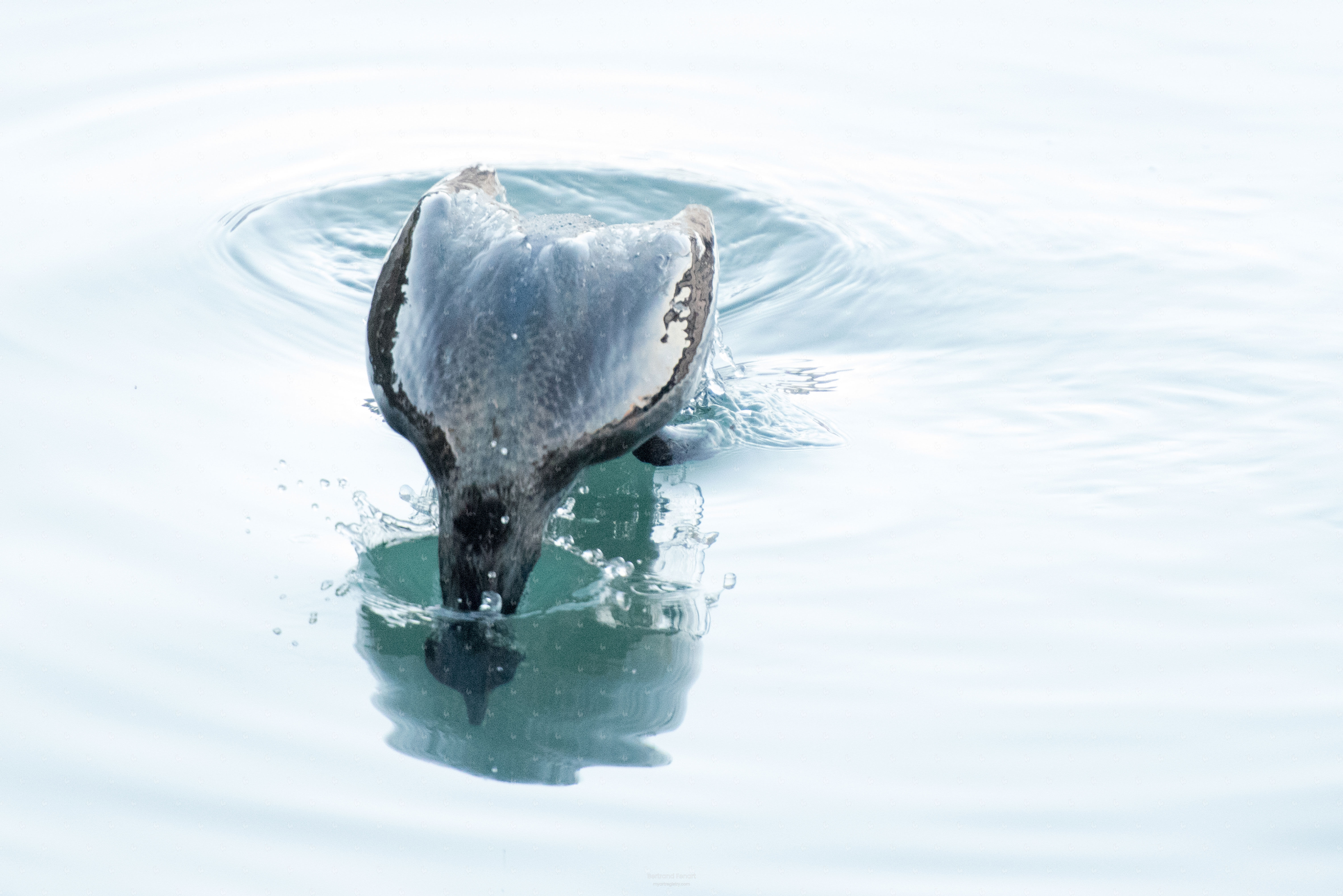 N°09 - Le plongeon du grand cormoran