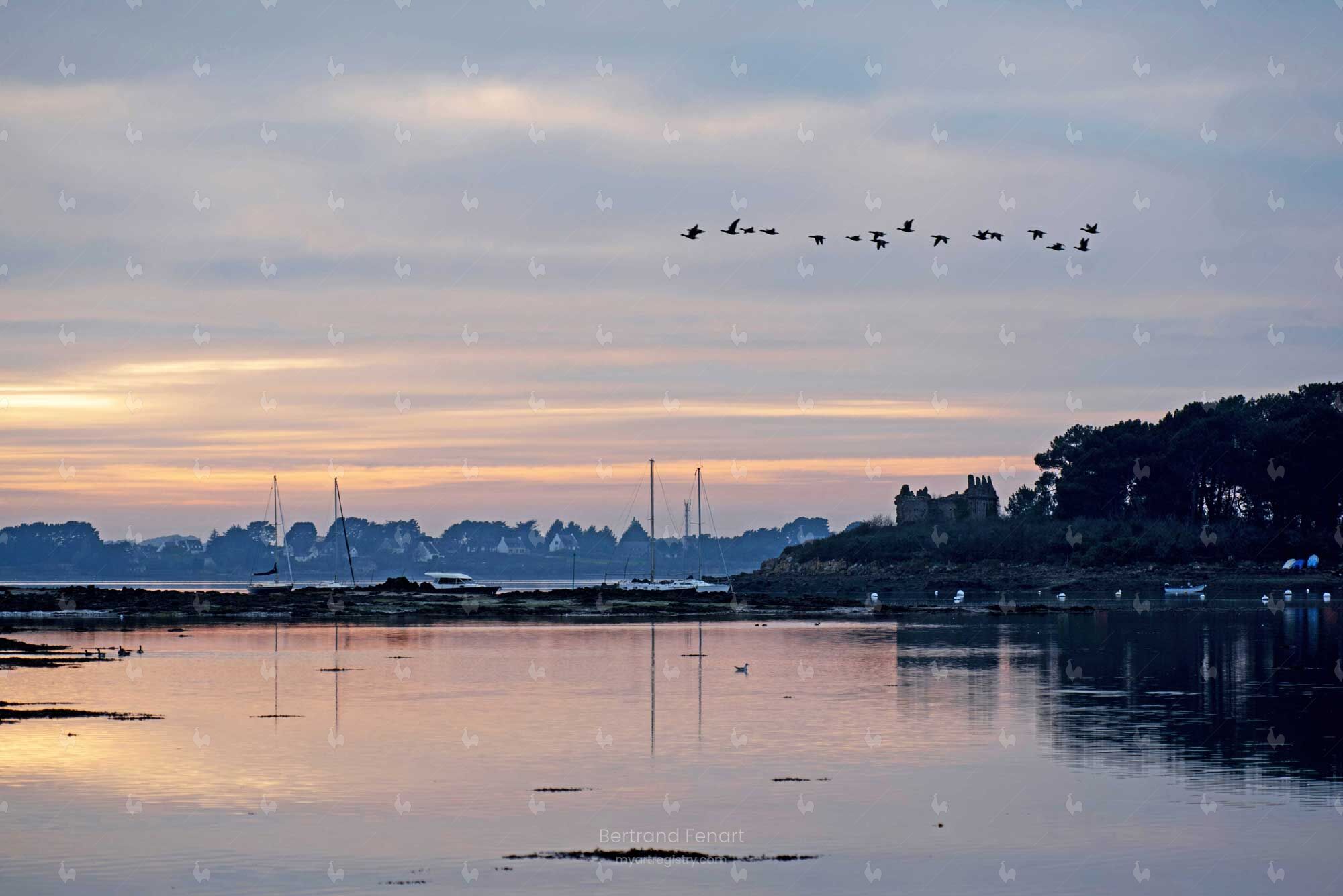 431107 - Vol de Bernaches sur la Pointe du Blair - golfe du Morbihan