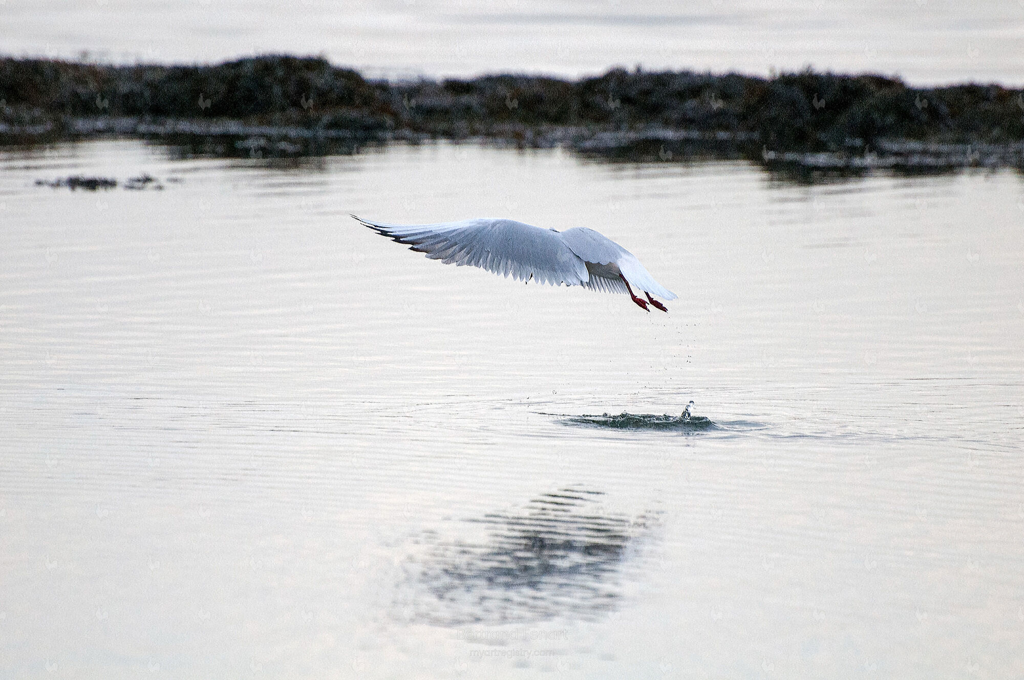 N°14 - Mouette rieuse en pêche