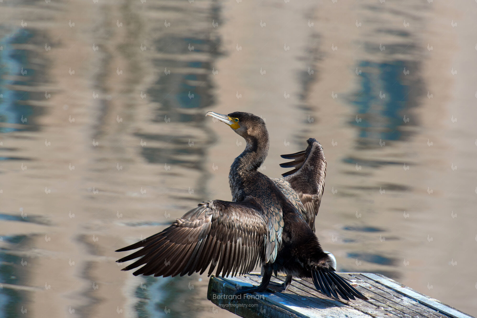 N°02 -Grand cormoran sur un catway au port de Vannes