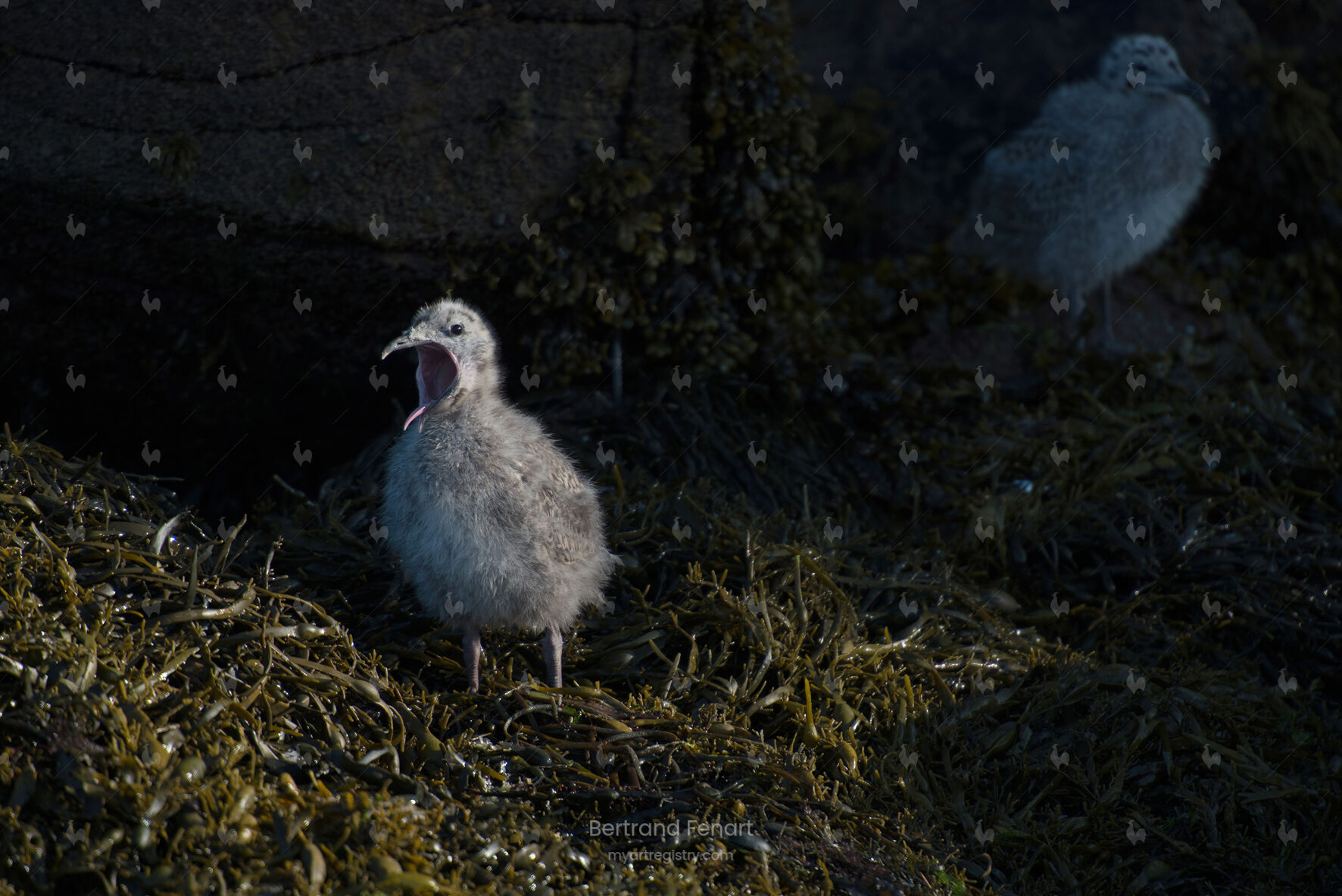 N°41 - Poussin de goéland Brun sur Hent Tenn